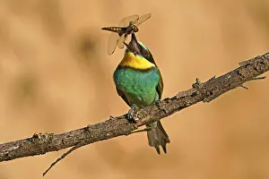 European Bee Eater Drucke: Bee-eater (Merops apiaster) sitting with insect on a branch