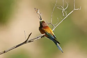 European Bee Eater Drucke: Bee-eater (Merops apiaster) sitting with insect on a branch