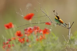 European Bee Eater Drucke: Bee-eater (Merops apiaster) sitting with insect on a branch