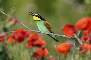European Bee Eater Drucke: Bee-eater (Merops apiaster) sitting with insect on a branch