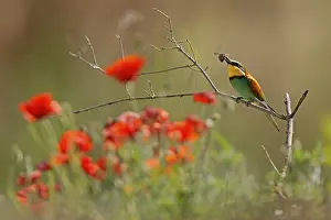European Bee Eater Drucke: Bee-eater (Merops apiaster) sitting with insect on a branch