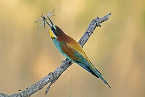 European Bee Eater Drucke: Bee-eater (Merops apiaster) sitting with insect on a branch