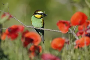 European Bee Eater Drucke: Bee-eater (Merops apiaster) sitting with insect on a branch