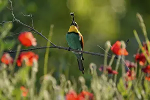 Europäische Bienenfresser Drucke: Bienenfresser (Merops apiaster) sitzt mit Insekt auf einem Ast.