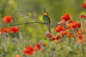 Europäische Bienenfresser Drucke: Bienenfresser (Merops apiaster) sitzt mit Insekt auf einem Ast.
