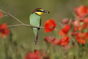 Europäische Bienenfresser Drucke: Bienenfresser (Merops apiaster) sitzt mit Insekt auf einem Ast.
