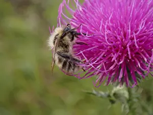 Flowering Plants Open Air Drucke: Bee on a flower
