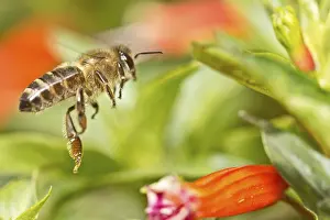 Hymenoptera Images Drucke: A bee flying in the air