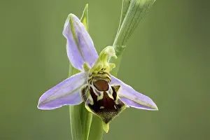 Deserted Flower Field Drucke: Bee orchid