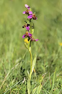 Deserted Flower Meadow Drucke: Bee Orchid (Ophrys apifera)
