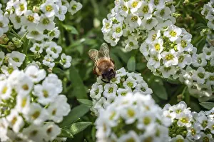 Drucke von Ein Bienenstock ist auf einer weißen Blüte perched, umgeben von anderen Blüten in einem lebendigen, nahen Schuss, die Naturwunder der Schönheit einfangend Hymenoptera Drucke: Ein Bienenstock auf einer weißen Blüte