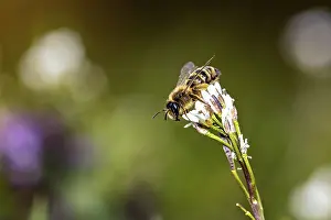 German Wildlife Photography Drucke: A bee perched on a white flower