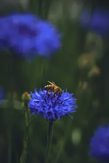 Blue Cornflower Blossom Drucke: Bee searching for pollen in a Cornflower