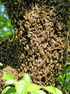 Bee Swarm Drucke: Bee Swarm, Bee