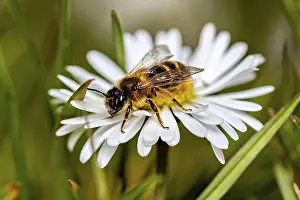 German Wildlife Photography Drucke: A bee on a white daisy against a green