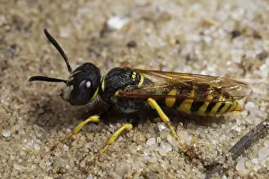 Apocrita Order Animals Drucke: Bee wolf sitting on sandy ground looking left