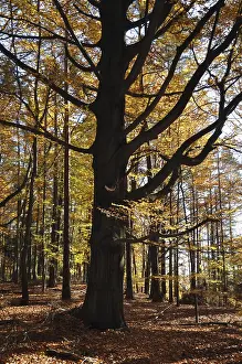 Common Beech Trees Drucke: Beech, autumn, forest, tree, beech forest