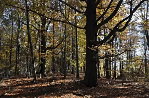 Beech Forest Landscape Drucke: Beech, autumn, forest, tree, beech forest