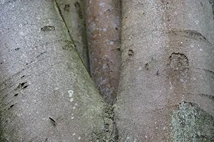Central European Deciduous Trees Drucke: Beech bark overgrown with lichen