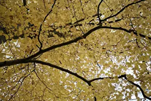 Low Angle View Drucke: Beech branch in autumn, from below