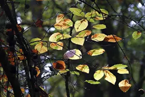 Deserted Forest Scenery Drucke: Beech branch in autumn