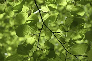 Deciduous Forest Landscape Drucke: Beech branches