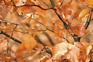Deserted Deciduous Tree Drucke: Beech branches with drops of water
