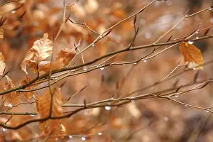 Deserted Deciduous Tree Drucke: Beech branches with drops of water