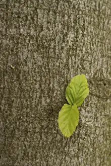 Deciduous Tree Growth Drucke: Beech (Fagus) sprouting from a tree trunk