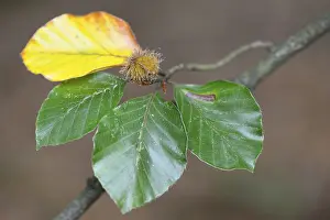 Beech Tree Leaves Drucke: Beech (Fagus sylvatica), foliage