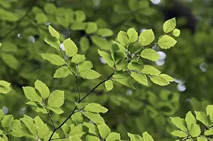 Fagus Sylvatica Foliage Drucke: Beech (Fagus sylvatica) leaves in spring