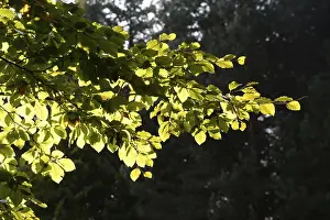 Backlit Landscape Drucke: Beech forest, beech leaves, branch