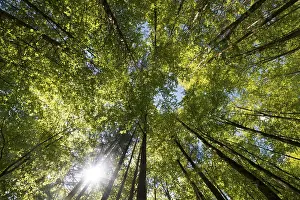Beech Tree Forest Drucke: Beech forest, deciduous forest