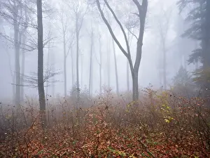 European Beeches Drucke: Beech forest (Fagus sylvatica)