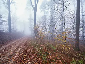 European Beeches Drucke: Beech forest (Fagus sylvatica)