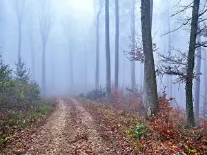 European Beeches Drucke: Beech forest (Fagus sylvatica)