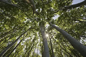European Beech Trees Drucke: Beech forest (Fagus sylvatica)
