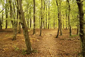 Wooded Landscape Scenery Drucke: Beech forest in the fall. Green and colored leaves