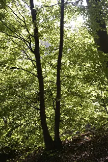 Deserted Woods Drucke: Beech forest, forest, beech branch
