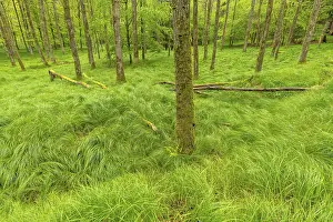 Empty European Landscapes Drucke: Beech forest with grass in spring