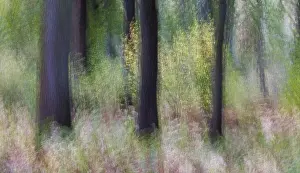 Wooded Countryside Drucke: In the beech forest (ICM), Germany