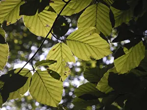 Nature Scenery Photos Drucke: Beech forest, leaf, leaves, beech leaf