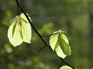 Deserted Woods Drucke: Beech forest, leaf, leaves, beech leaves