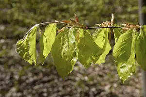Wooded Scenery Drucke: Beech forest, leaf, leaves, beech leaves