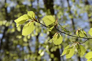 Deserted Woods Drucke: Beech forest, leaf, leaves, beech leaves