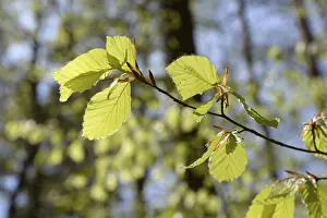 Deserted Woods Drucke: Beech forest, leaf, leaves, beech leaves