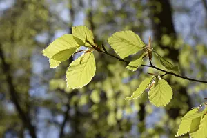 Deserted Woods Drucke: Beech forest, leaf, leaves, beech leaves