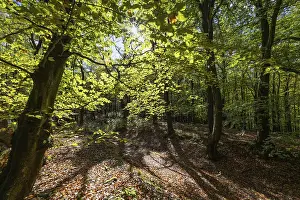 Beech Tree Forest Drucke: Beech forest against light, Ore Mountains