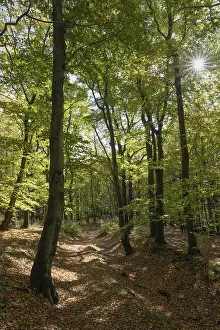 Beech Forest Drucke: Beech forest against light, Ore Mountains