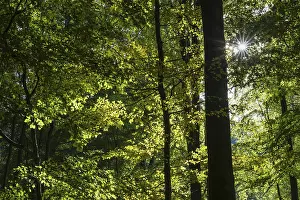 German Countryside Woods Drucke: Beech forest against light, Sebnitz